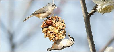 birds eating seeds from pinecone bird feeder