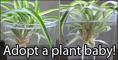 Adopt a plant baby!