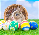 Rabbit with Eggs